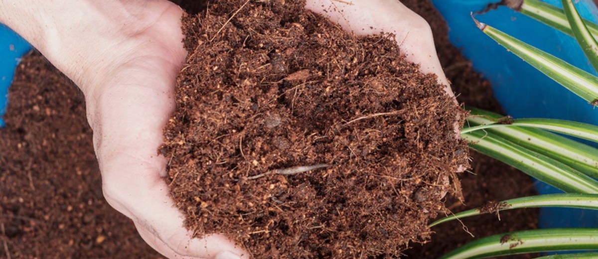 Produksi Cocopeat Kelapa