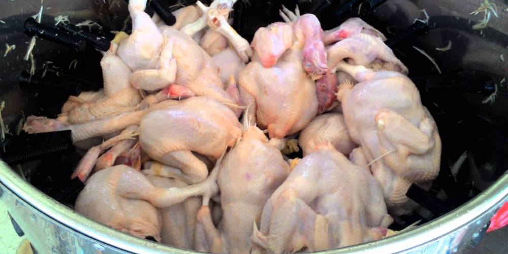 cara mempercepat proses potong ayam