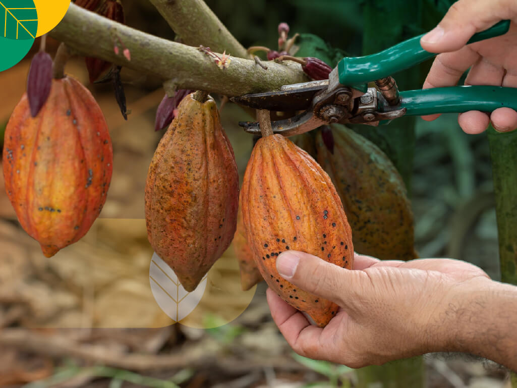 Cara Memecah Buah Kakao Cepat Efisien